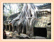 Siem-Reap_ Temple Ta Phrom (9)