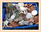 crabes Kep